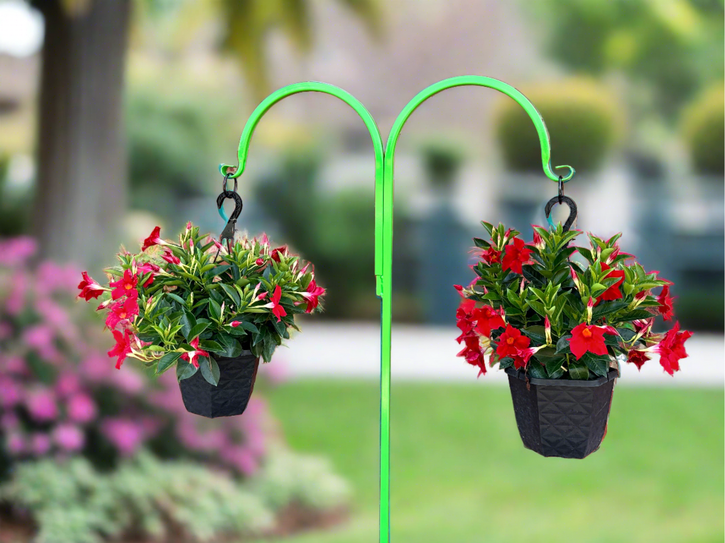Double Shepherd Hook Metal Very Sturdy- Your color choice-Four display options- 60" tall